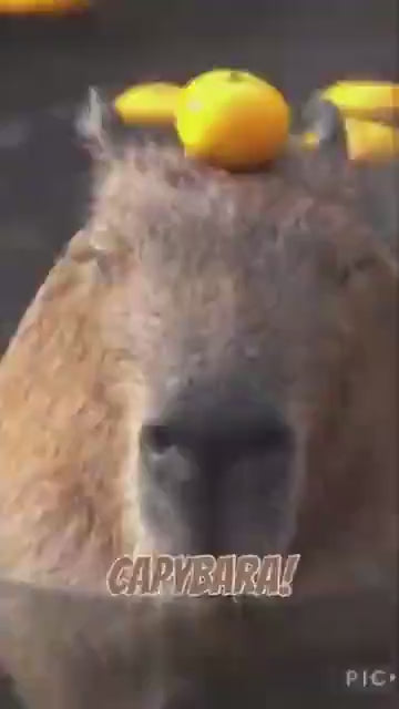 Video for Digital capybara & turtle crochet pattern